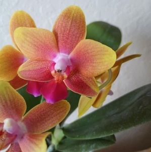 Meet your Posher, Marisol